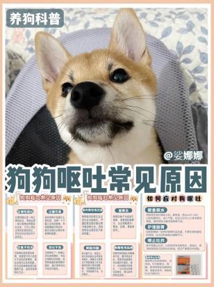 狗狗呕吐在家自救办法