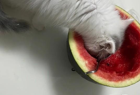 猫能吃西瓜吗-图1
