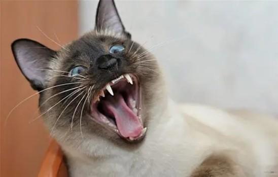 猫咪突然变得很狂躁-图1
