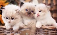 猫身上跳蚤会不会爬到人身上-图1