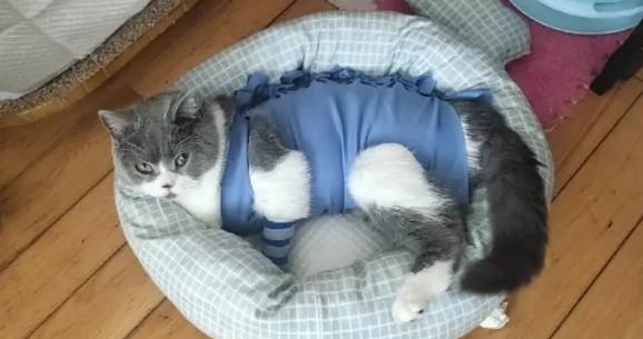 猫呕吐不吃不喝只趴着不动-图1