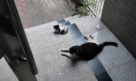 猫跑别人家门口拉屎-图1