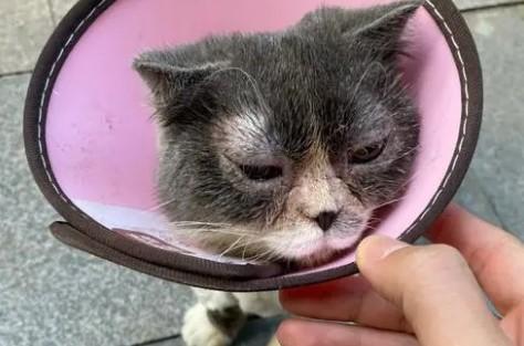 猫疱疹病毒会传染人吗：如何防止猫疱疹病毒感染？
