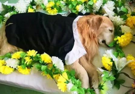 狗狗死后需要盖东西吗-图1