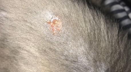 猫身上烂了洞还流脓用什么药-图1