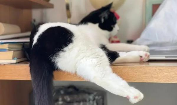猫屁股臭咋回事-图1