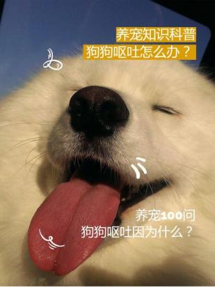 狗狗呕吐喝红糖水有用吗-图1