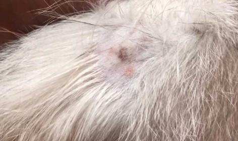 猫皮肤结痂连毛一起掉了