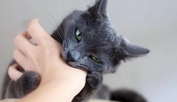 猫轻轻的咬人什么意思-图1
