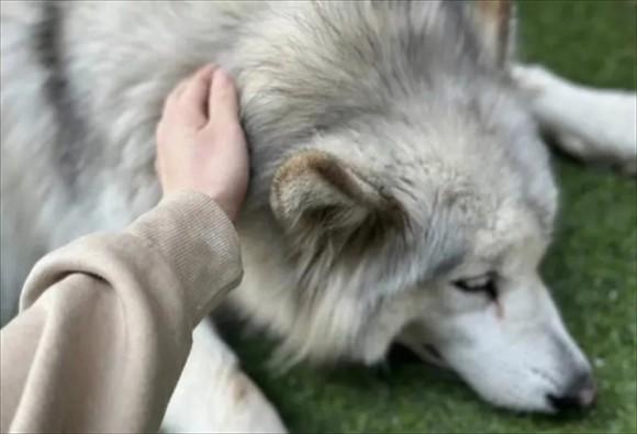 狗狗突然心脏衰竭走了-图1