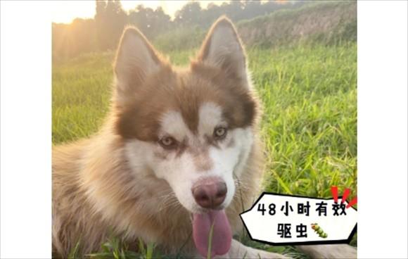 狗狗体内驱虫药多久吃一次-图1