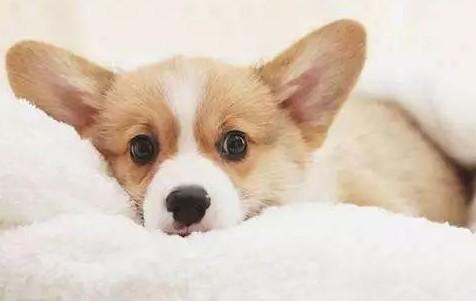 狗狗受惊吓有哪些症状-图1
