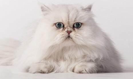 猫稍微运动一下就气喘吁吁-图1