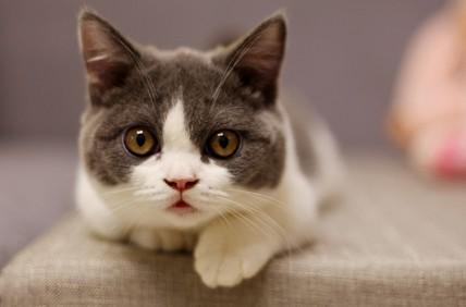 猫尿突然特别刺鼻-图1