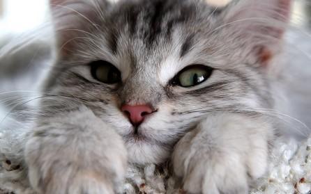 猫怕黄瓜-图1