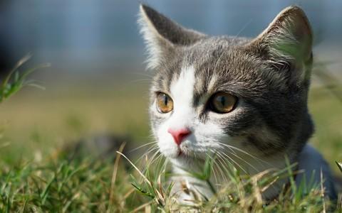 猫尿失禁一直流尿-图1