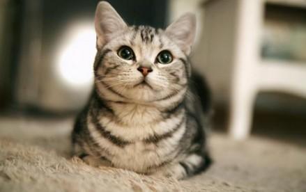 猫身上的跳蚤怎么清除-图1