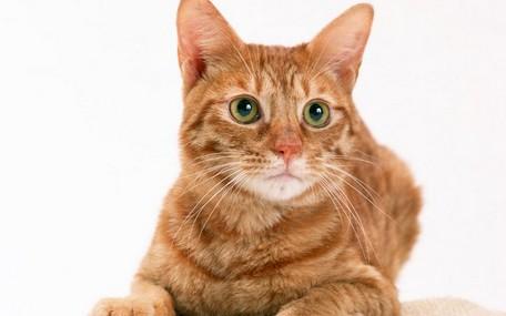 猫身上扒开毛发里有小黑点-图1
