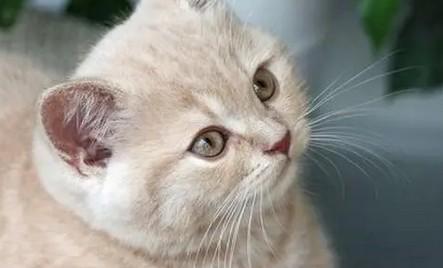 猫舍倒闭率高吗？主要原因是什么吗？-1