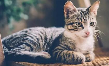 猫爬过的床还可以睡吗-图1