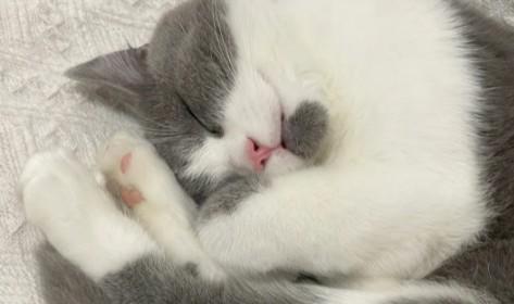 猫身上有股臭咸鱼的味道-图1