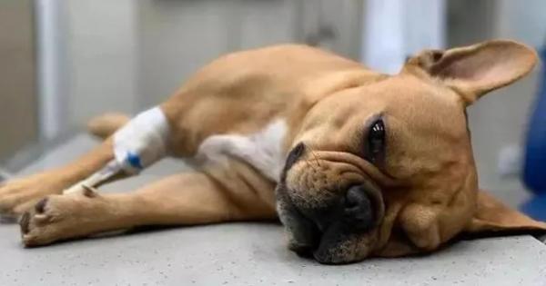 狗狗生病了不吃东西没精神怎么办