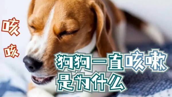 狗狗今天一直咳嗽怎么回事：病因分析及应对措施