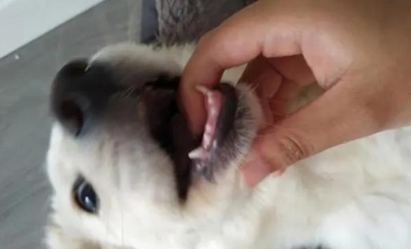 狗狗什么时候换牙-图1