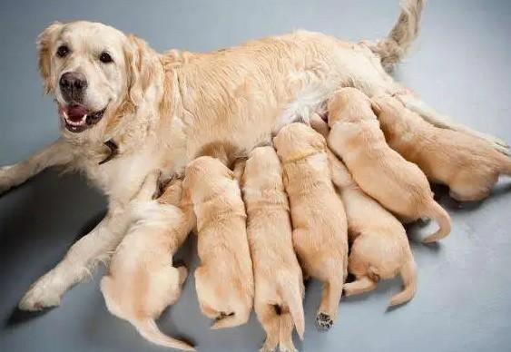 狗狗生产过程视频-图1