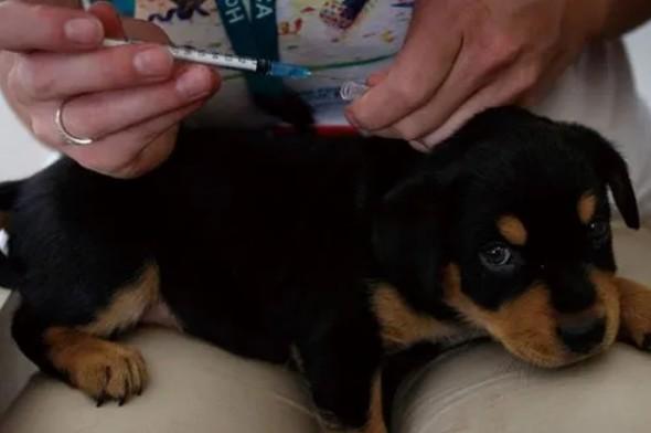 宠物狗打了狂犬疫苗咬到人有事吗-图1