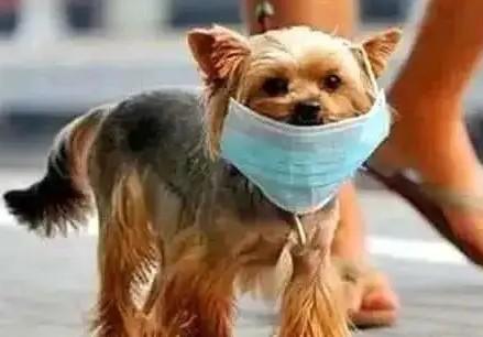 宠物狗会携带狂犬病毒吗-图1