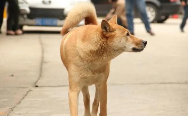 成犬用不用每年打疫苗