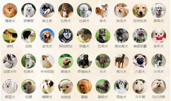 宠物狗品种大全-图1