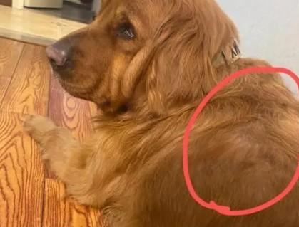 处理狗狗掉毛妙招