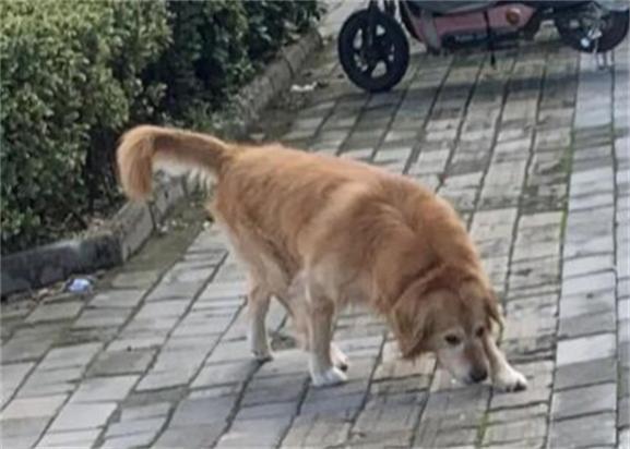 把狗狗胡子剪了会怎样-图1