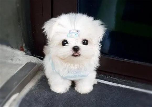 聪明的小型犬排名