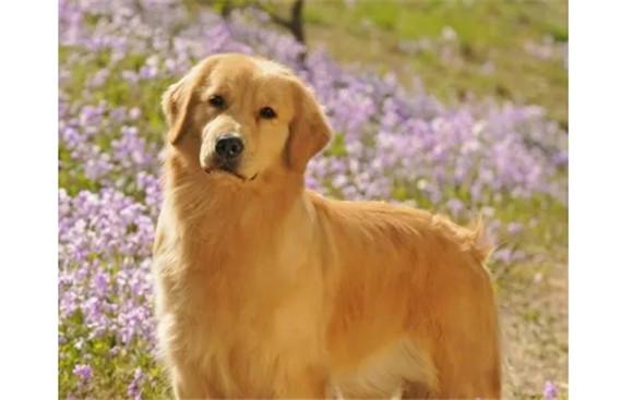 常见宠物犬20种-图1