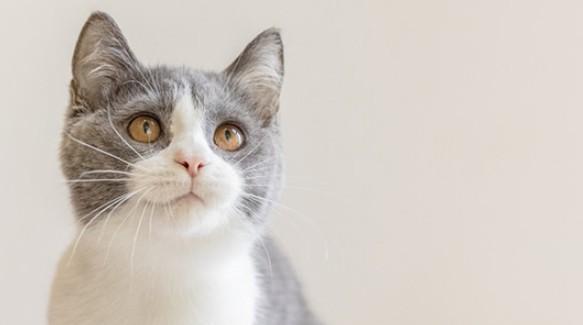 猫被关在门外一夜会害怕吗-图1