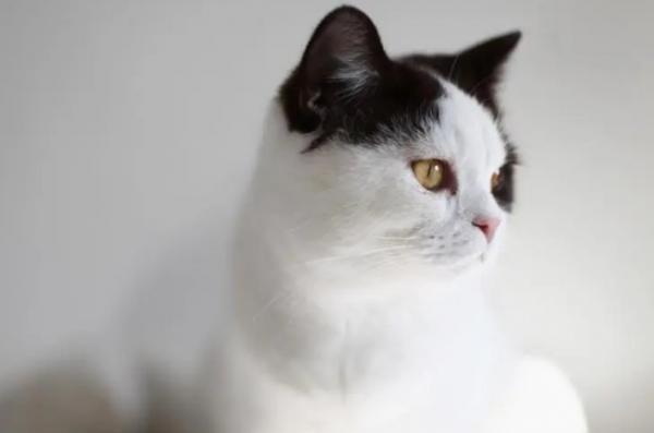 猫老是喜欢叫怎么办啊-图1