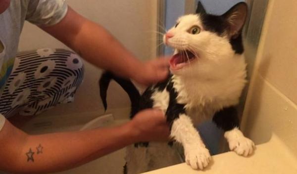 猫被打后一直叫-图1
