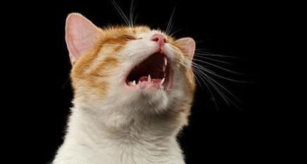 猫半夜醒来就叫怎么办-图1