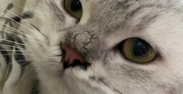 猫鼻子干燥嗜睡无精神不吃饭-图1