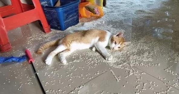 猫被宠坏了的表现-图1