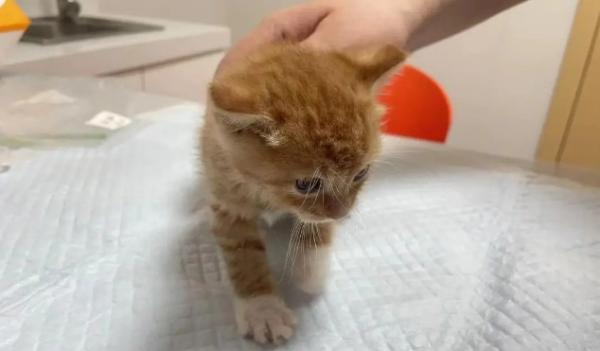 猫拉稀怎么回事-图1