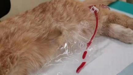 猫膀胱炎能自愈吗-图1