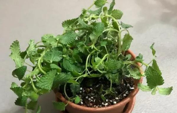 猫薄荷可以吃吗-图1