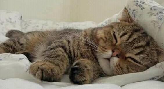 猫半夜醒了总折腾人怎么办-图1