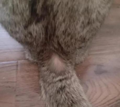 猫毛根部有密密麻麻黑色点点-图1