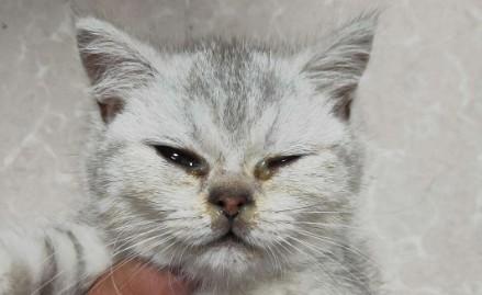 猫鼻支和猫感冒的区别-1