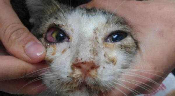 猫杯状病毒不治疗会死吗-图1